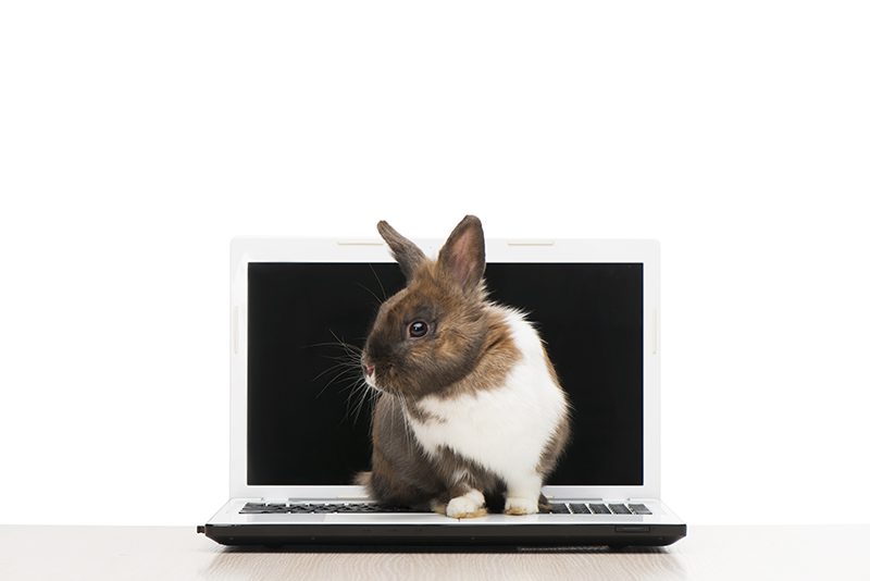 Brown bunny sitting on laptop